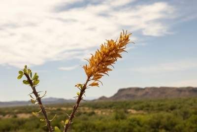 Ocotillo Cactus Big Bend 2023